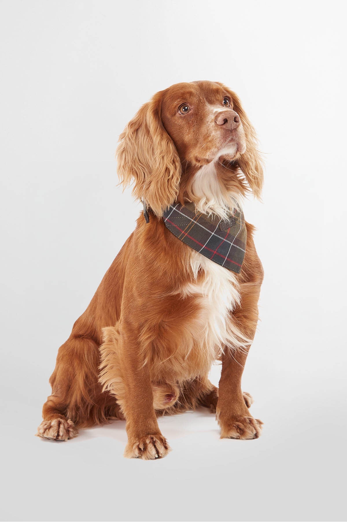 Tartan Dog Bandana